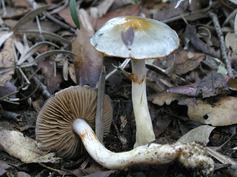 Cortinarius salor